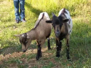 Toy goats in Saint-Julien-de-Bourdeilles