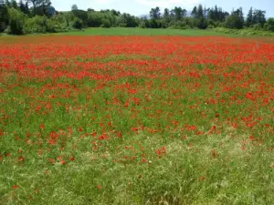 Los campos alrededor Bras (© Bastide Templar)