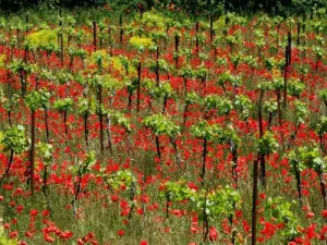 Senderismo en los viñedos (© Une Campagne en Provence)