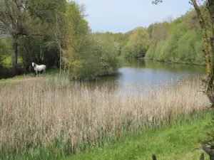 Vauchrétien - Peaceful horses at the edge of the pond
