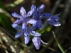 bifolia Scilla