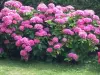 Les hortensias croulent sous les fleurs...