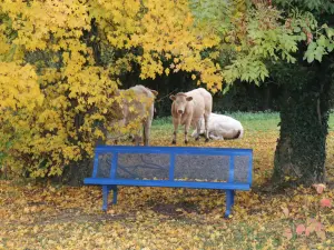 Bench at Bachimont