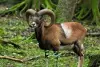 Hunting and discovery of the Mouflon