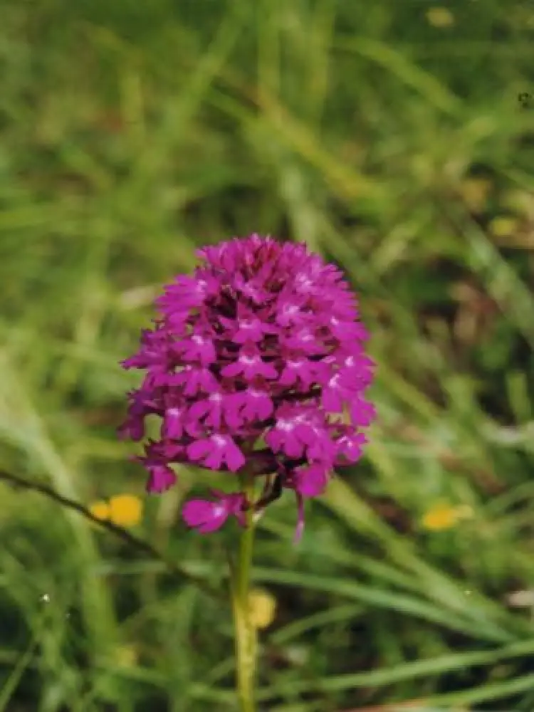 Camon - L'orchis Pyramidal, une des nombreuses orchidées à observer