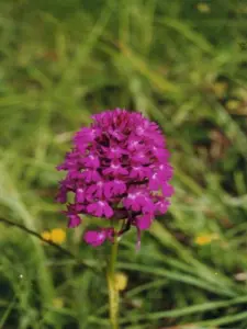 The pyramidal orchid, a many orchids to observe