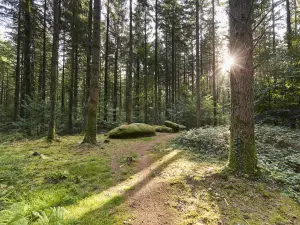 Foresta (© A. Lamoureux / OTI Baia di Quiberon)