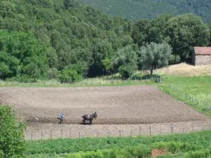 agricultor ara su campo con dos mulas