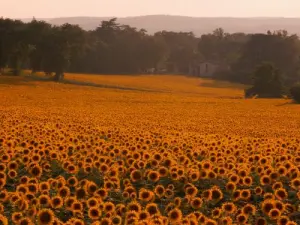 Een landelijk landschap in de buurt van Casteljaloux