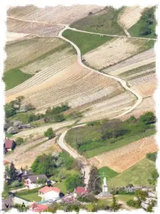 Vignoble de Cerdon (© Vincent Allard)