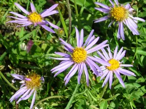 Blumen des botanischen Weges