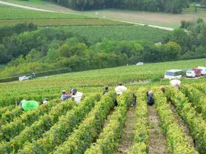 The harvest in great vintages