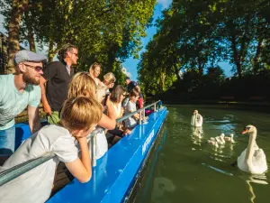 boats and swans rides