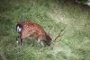 Animaux des bois - Chamonix