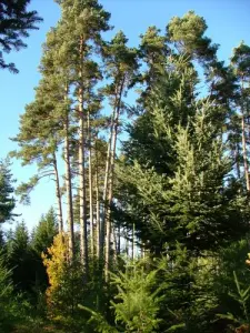 Parque Natural Regional de Livradois taladro - Champagnac-le-Vieux