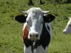 Chapelle-des-Bois - Meuh !! la star du comté !