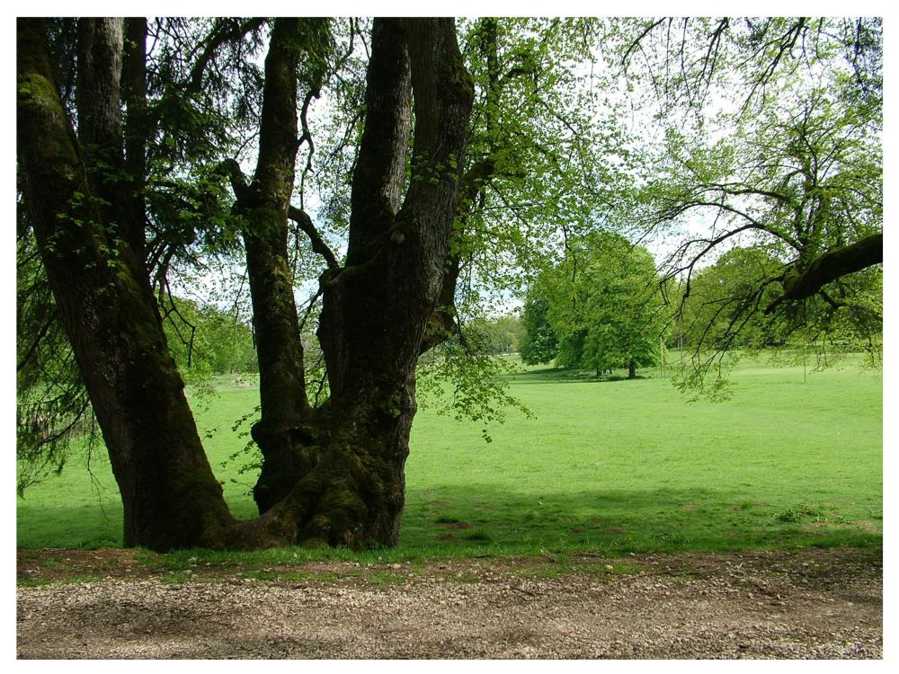 Châteauvillain - Un tilo en Deer park