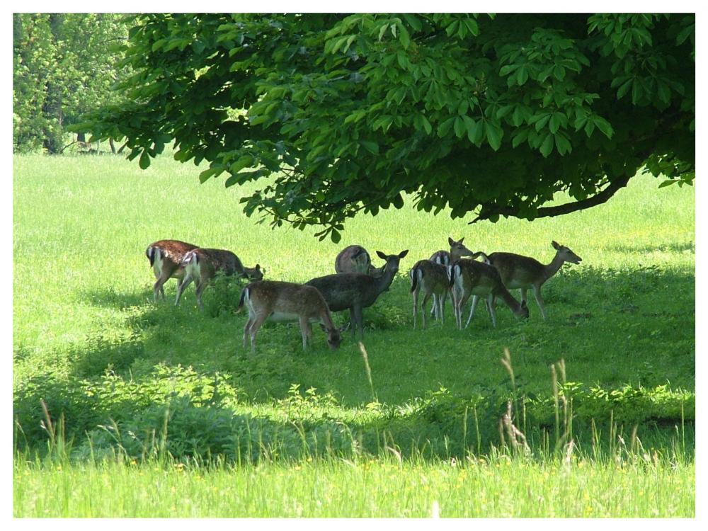 Châteauvillain - el ciervo libre en el parque