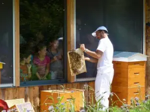 Les ruchers pédagogiques de l'arboretum