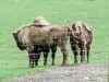 Polarpark - Europäischer Bison (© J.E)