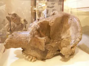 Crâne de mastodonte d'Auvergne