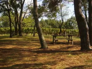 Área de picnic