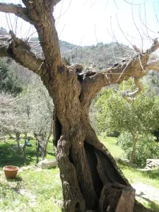 Le vieux chataignier de la Malière