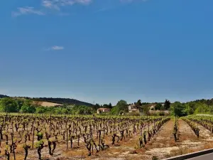 Les vignobles