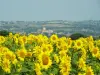 Condom in Sonnenblumen