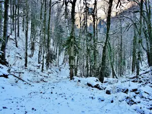 Chemin hivernal vers la grande cascade, source du Lançot (© J.E)