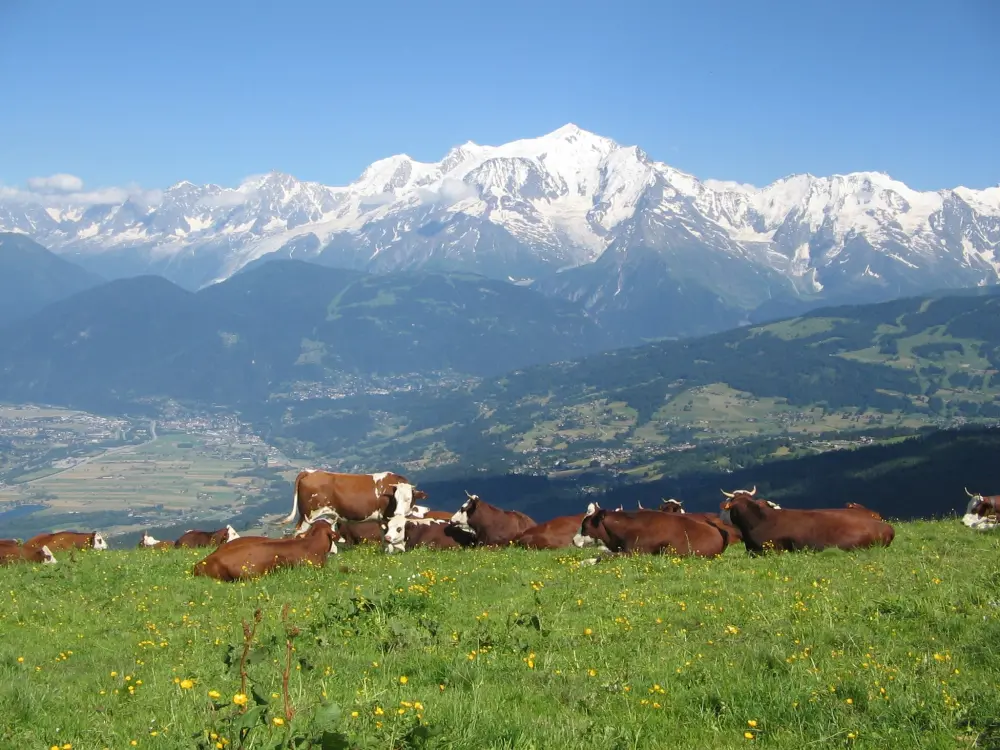 Cordon - De Mont Blanc-reeks gezien vanaf het Plateau des Bénés