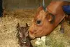 Cordon - Nacimiento de un pequeño ternero en la granja.