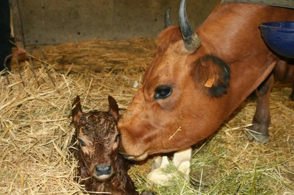 Cordon - Geboorte van een klein kalf op de boerderij