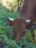 Cordon - Felices vacas pastando en la naturaleza
