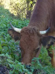 Happy cows grazing in nature