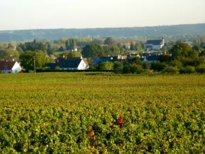 Vignoble d'Ingrandes-de-Touraine