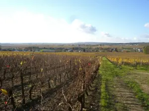 Vignoble d'Ingrandes-de-Touraine
