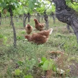 Ici les poules vivent dans les vignes 