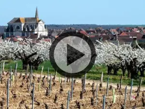 Der Weinberg und die Weine von Coulanges-la-Vineuse