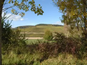 Les coteaux de Cumières