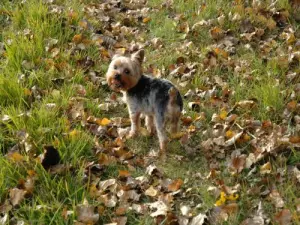 Un petit chien dans les vignes