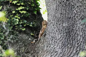 The Virgin in the tree