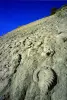 Slab with ammonites