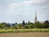 Divatte-sur-Loire - La Chapelle-Basse-Mer de wijngaarden