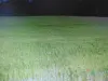 Grünes Feld mit Mohnblumen