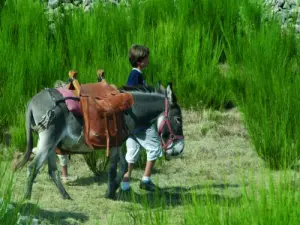 Passeggiata in compagnia degli asini