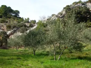 Conservatory of Olives