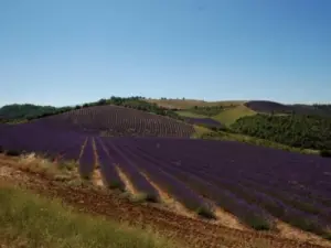 lavanda