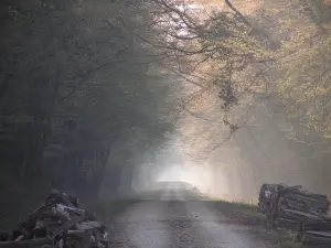 Camino del bosque