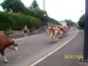 Charbonnières-les-Sapins - Remontée du village par un troupeau de vaches